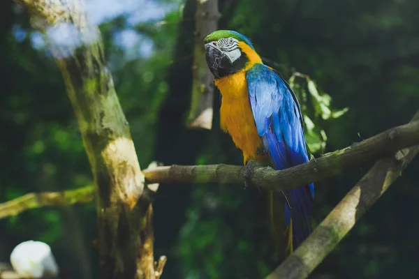 Ara Papagei Vogel Blau Gelb — Stockfoto