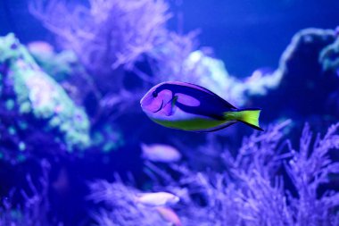 Güzel renkli balık suda. Sualtı dünyası