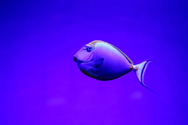 Красива Кольорова Риба Воді Підводний Світ — стокове фото