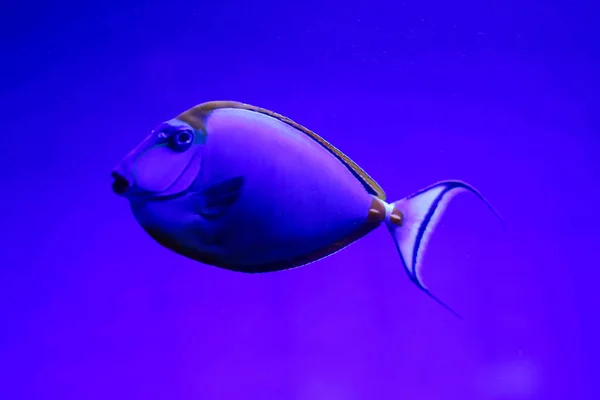 Beau Poisson Coloré Dans Eau Monde Sous Marin — Photo