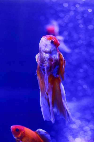 Viele Schöne Farbige Goldfische Wasser Unterwasserwelt — Stockfoto