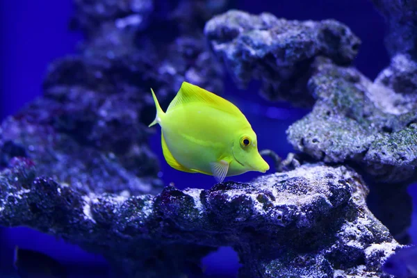 Viele Schöne Gelbe Fische Wasser Unterwasserwelt — Stockfoto