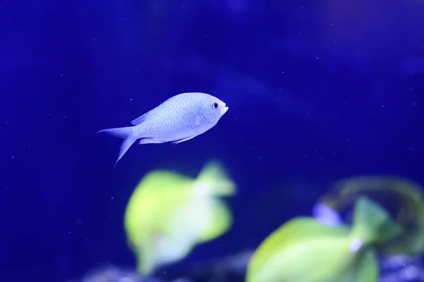 Schön Gefärbte Fische Wasser Unterwasserwelt — Stockfoto