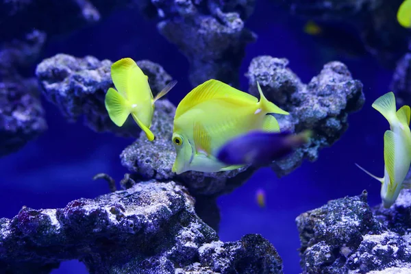 Muchos Hermosos Peces Color Amarillo Agua Mundo Submarino — Foto de Stock