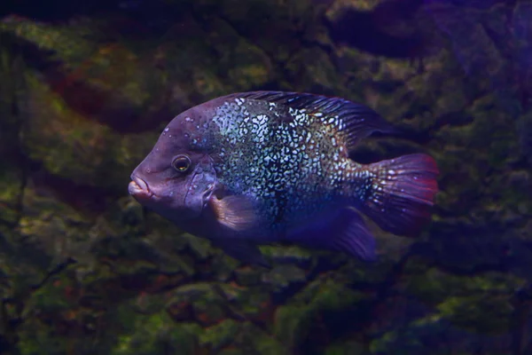 Güzel Renkli Balık Suda Sualtı Dünyası — Stok fotoğraf