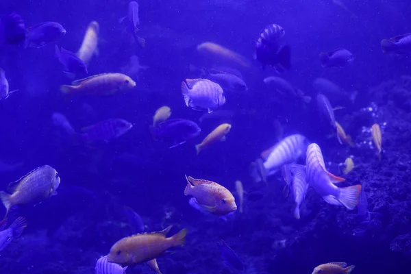 水の中の美しい色の魚 水中の世界 — ストック写真