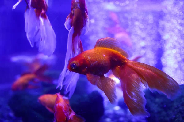 Muitos Belos Peixes Dourados Coloridos Água Mundo Subaquático — Fotografia de Stock