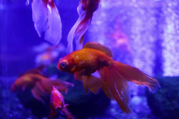 Viele Schöne Farbige Goldfische Wasser Unterwasserwelt — Stockfoto