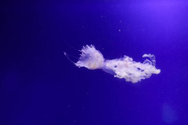 Çok denizanası suyun içinde. Sualtı dünyası