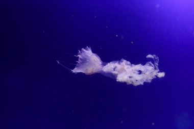 Çok denizanası suyun içinde. Sualtı dünyası