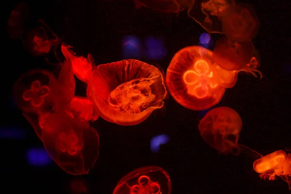 Many Jellyfish Water Underwater World — Stock Photo, Image