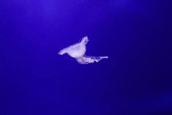 Many Jellyfish Water Underwater World — Stock Photo, Image