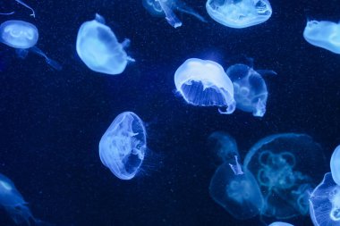 Çok denizanası suyun içinde. Sualtı dünyası