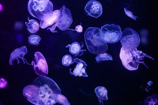 Muitas Medusas Água Mundo Subaquático — Fotografia de Stock