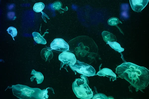 Muitas Medusas Água Mundo Subaquático — Fotografia de Stock