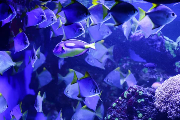 Hermoso Pez Colores Agua Mundo Submarino — Foto de Stock