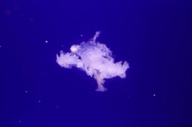 Çok denizanası suyun içinde. Sualtı dünyası