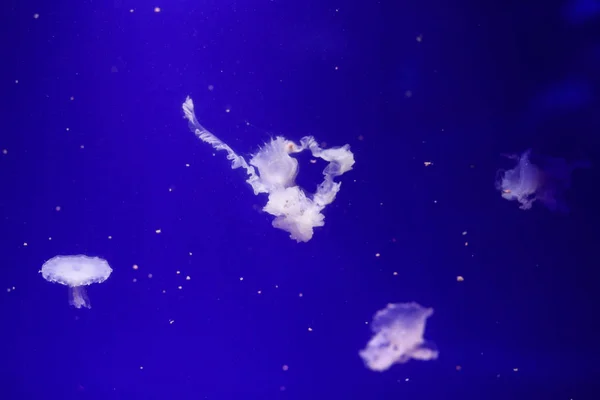 Many Jellyfish Water Underwater World — Stock Photo, Image