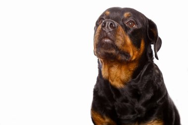 Beyaz arka plan üzerinde izole güzel köpek rottweiler