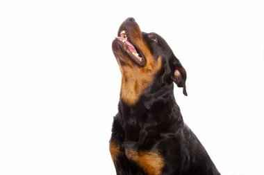 Beyaz arka plan üzerinde izole güzel köpek rottweiler