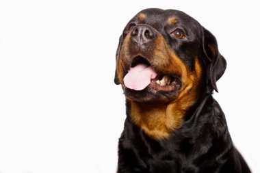 Beyaz arka plan üzerinde izole güzel köpek rottweiler