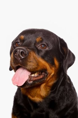Beyaz arka plan üzerinde izole güzel köpek rottweiler