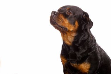 Beyaz arka plan üzerinde izole güzel köpek rottweiler