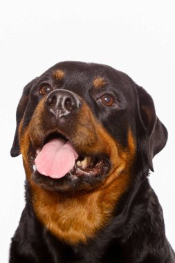 Beyaz arka plan üzerinde izole güzel köpek rottweiler