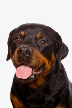 Beyaz arka plan üzerinde izole güzel köpek rottweiler