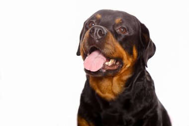 Beyaz arka plan üzerinde izole güzel köpek rottweiler