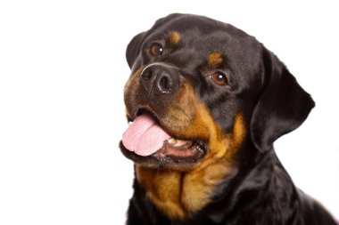 Beyaz arka plan üzerinde izole güzel köpek rottweiler