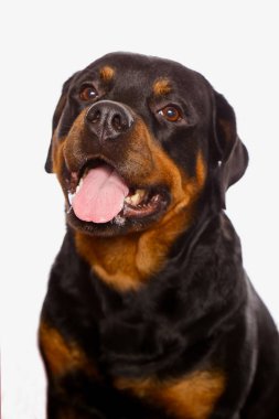Beyaz arka plan üzerinde izole güzel köpek rottweiler