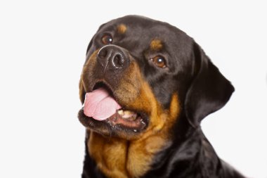 Beyaz arka plan üzerinde izole güzel köpek rottweiler