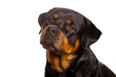 Beyaz arka plan üzerinde izole güzel köpek rottweiler