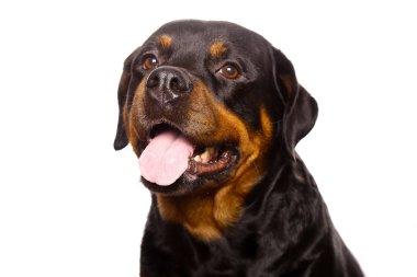 Beyaz arka plan üzerinde izole güzel köpek rottweiler