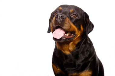 Beyaz arka plan üzerinde izole güzel köpek rottweiler
