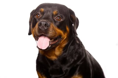 Beyaz arka plan üzerinde izole güzel köpek rottweiler