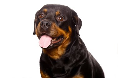 Beyaz arka plan üzerinde izole güzel köpek rottweiler