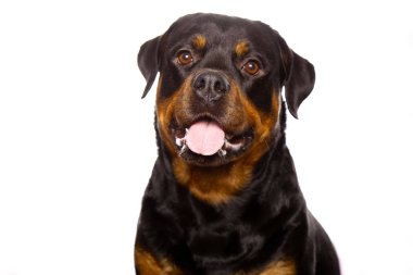 Beyaz arka plan üzerinde izole güzel köpek rottweiler