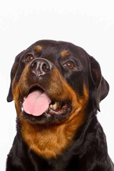 Beyaz arka plan üzerinde izole güzel köpek rottweiler