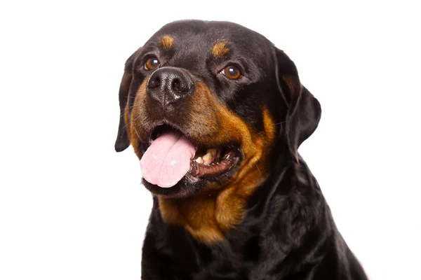 Beautiful Dog Rottweiler Isolated White Background — Stock Photo, Image