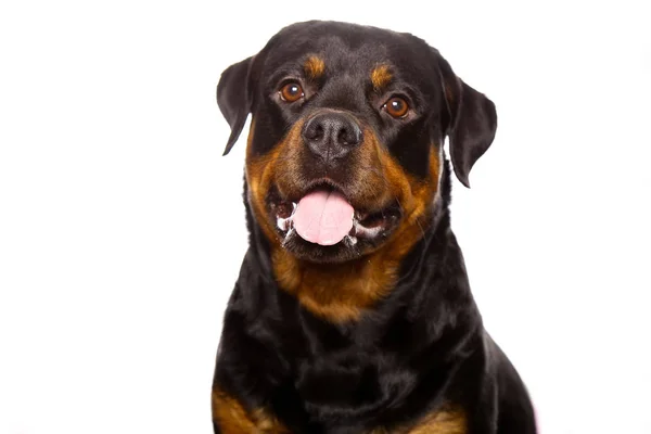 Beautiful Dog Rottweiler Isolated White Background — Stock Photo, Image