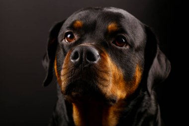 Güzel köpek Rottweiler bir arka plan siyah yakın çekim