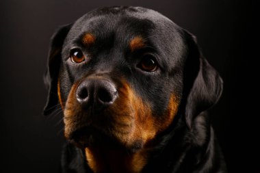 Güzel köpek Rottweiler bir arka plan siyah yakın çekim
