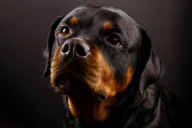 Güzel köpek Rottweiler bir arka plan siyah yakın çekim