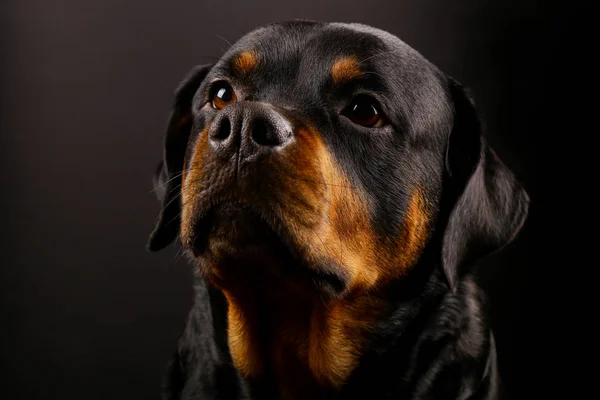 Cão Bonito Rottweiler Fundo Preto Close — Fotografia de Stock
