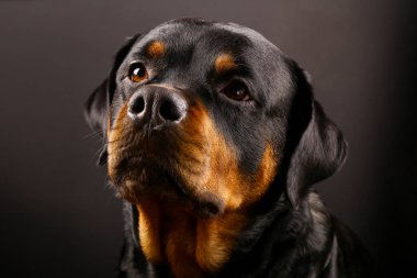 Güzel köpek Rottweiler bir arka plan siyah yakın çekim