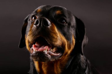 Güzel köpek Rottweiler bir arka plan siyah yakın çekim