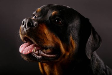 Güzel köpek Rottweiler bir arka plan siyah yakın çekim