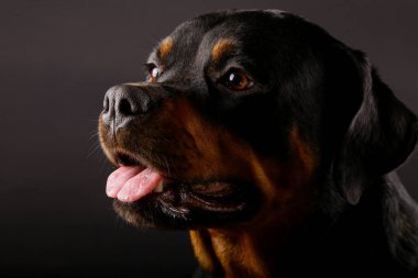Güzel köpek Rottweiler bir arka plan siyah yakın çekim